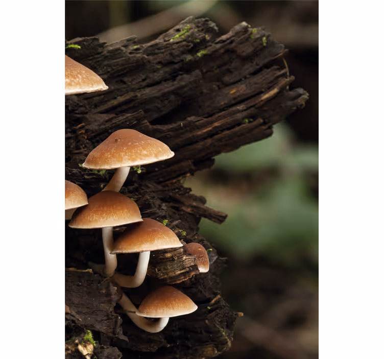 Tenda a rullo fiori e piante funghi su legno - TenStickers