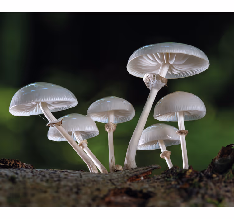 Tenda a rullo fiori e piante gruppo di funghi - TenStickers