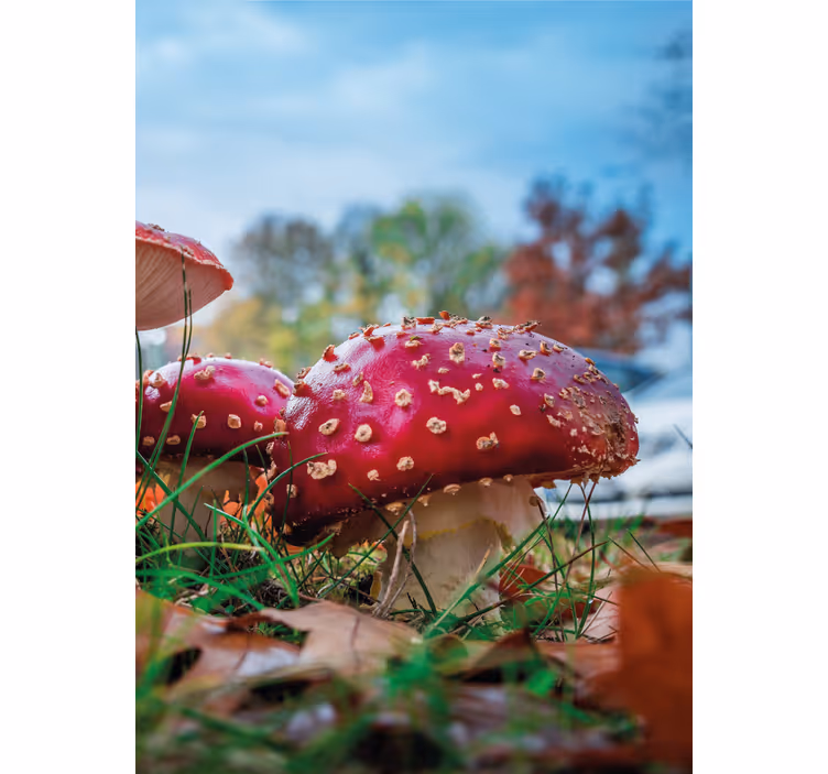 Tenda a rullo fiori e piante funghi rossi vivaci - TenStickers