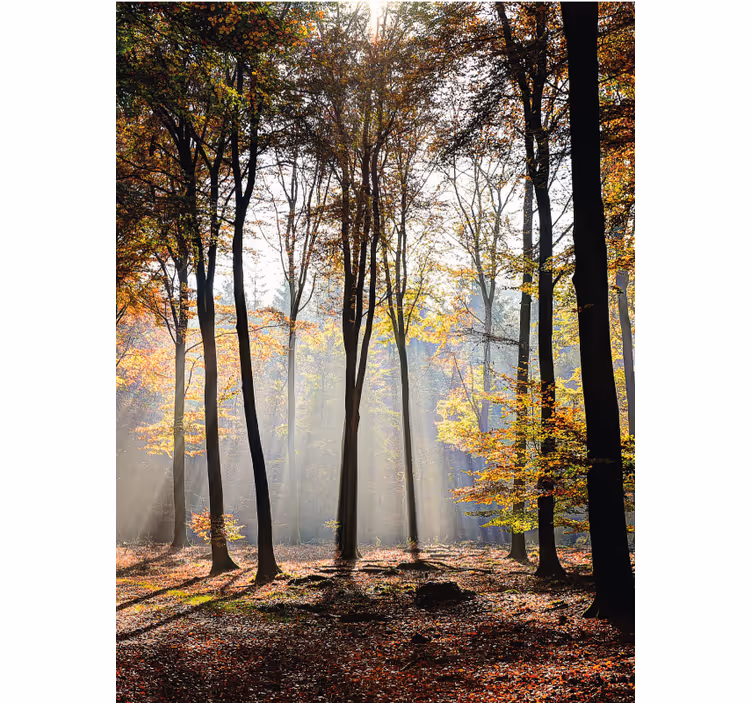 Tenda a rullo alberi scena di foresta illuminata dal sole - TenStickers