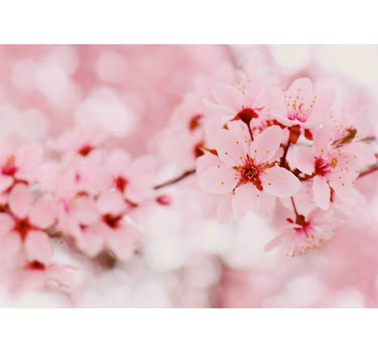 Tenda a rullo fiori e piante eleganza di fiori di ciliegio - TenStickers