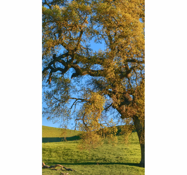 Tenda a rullo con fotografia di albero - TenStickers