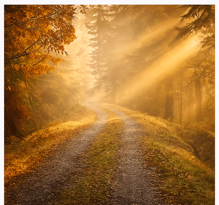 Carta da parati giungla foresta umida con luce solare - TenStickers