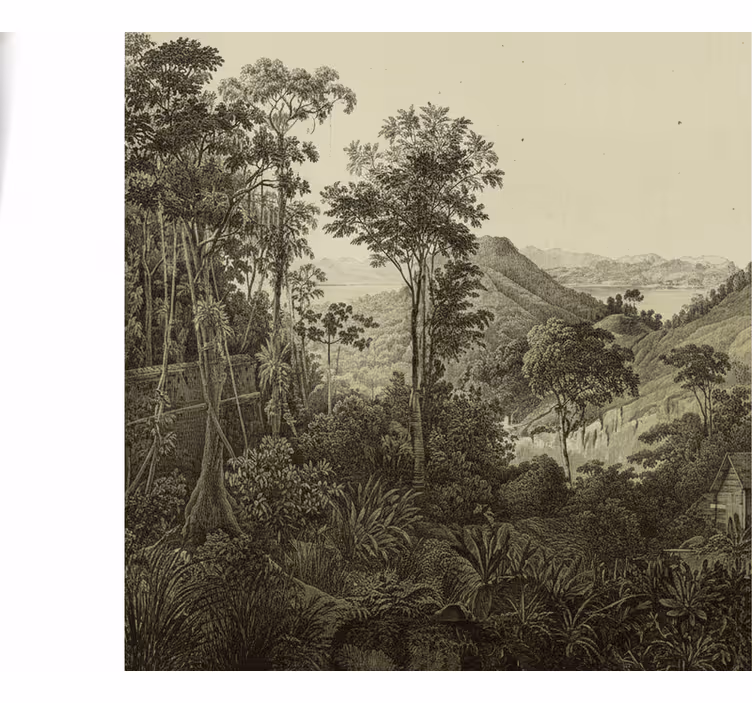 Fotomurale foresta stampa collinare - TenStickers