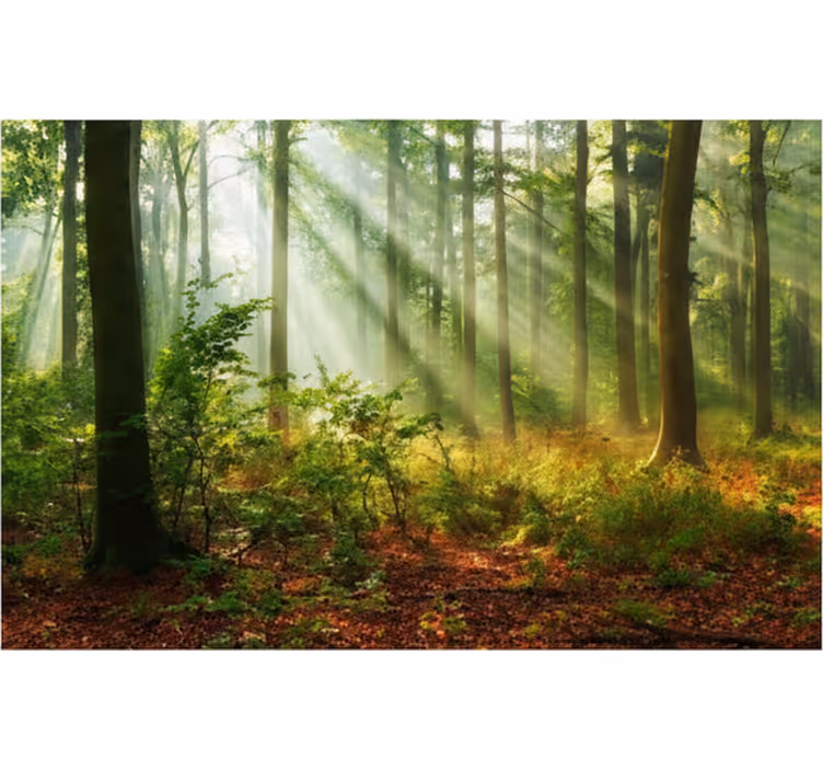 Fotomurale foresta luce naturale nella foresta - TenStickers