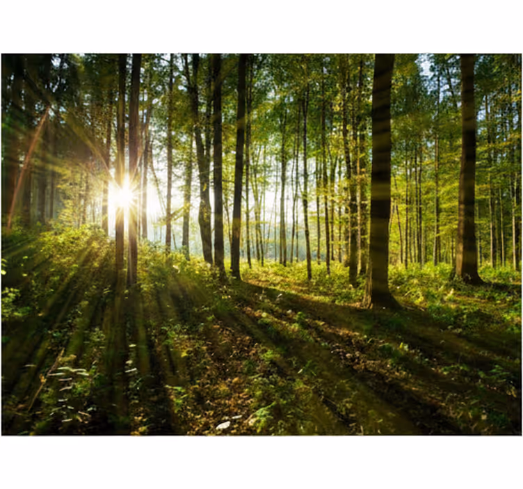 Fotomurale foresta boschi con sole d'oro - TenStickers