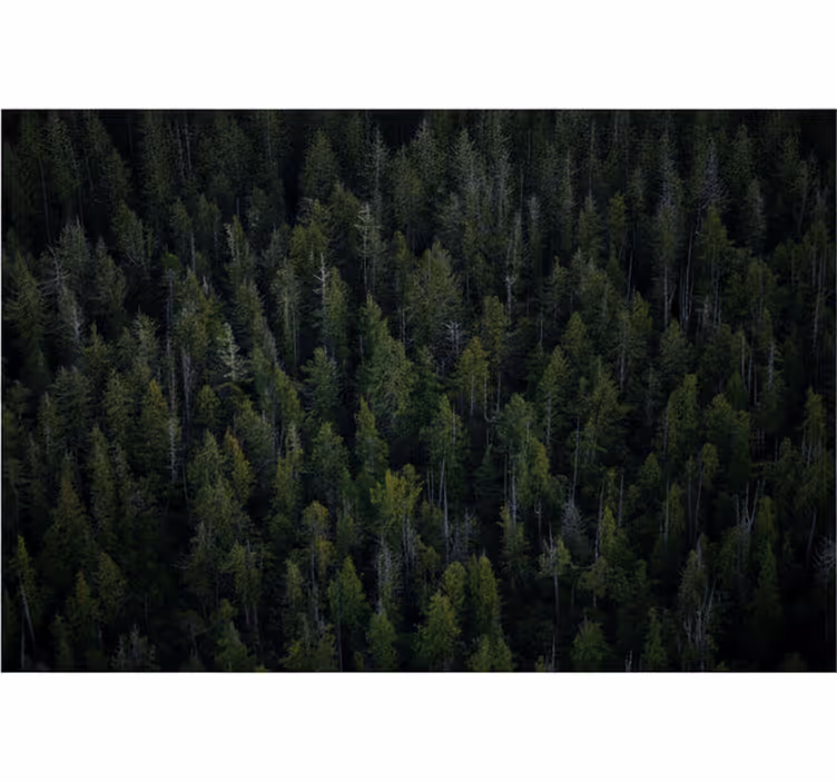 Fotomurale foresta texture boschiva profonda - TenStickers