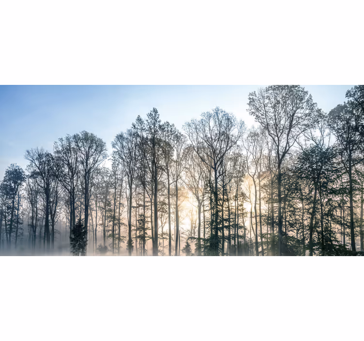 Fotomurale foresta prato mattutino nebbioso - TenStickers