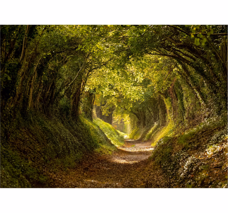 Fotomurale foresta murale forestale immersivo - TenStickers