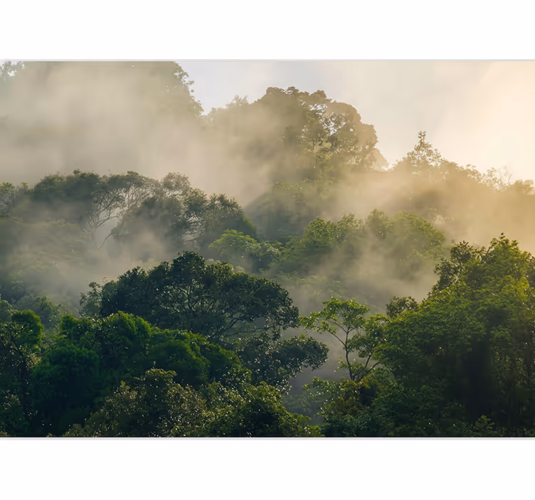 Fotomurale foresta chioma di giungla lussureggiante - TenStickers