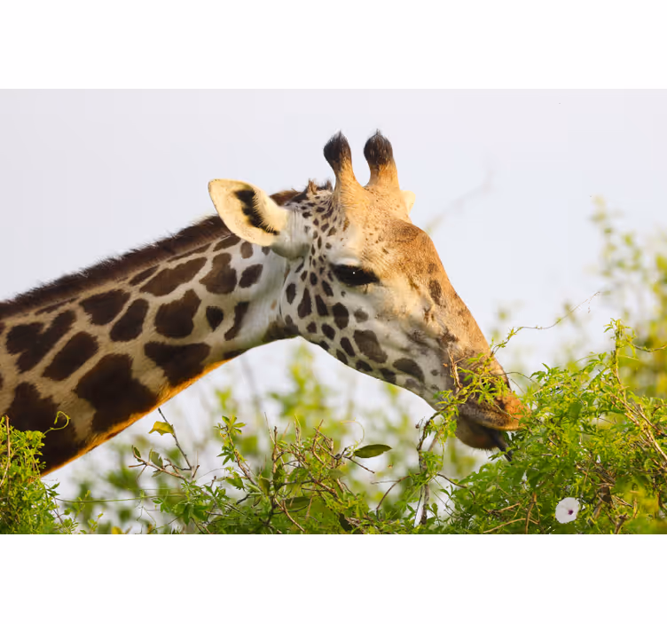 Fotomurale africano giraffa alta - TenStickers