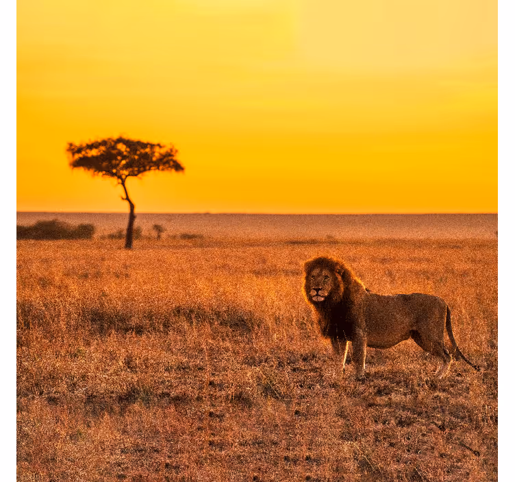 Fotomurale africano albero della savana al tramonto - TenStickers