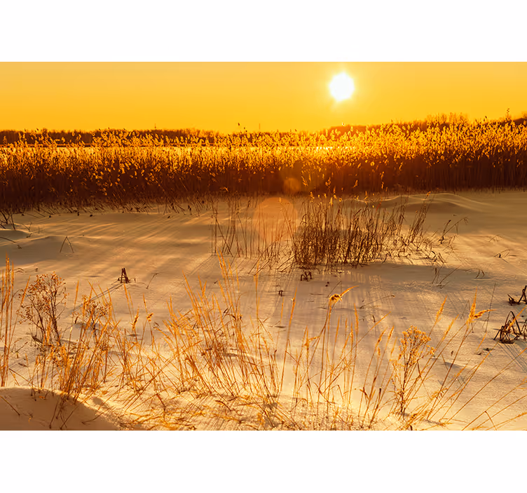 Fotomurale giallo momento al tramonto con pampasgrass - TenStickers