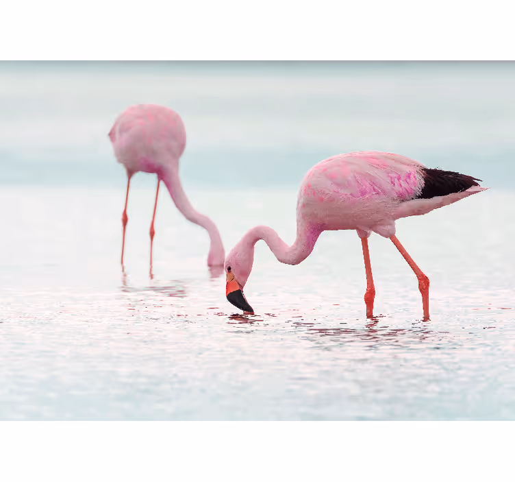 Fotomurale per corridoio fenicottero rosa in acqua - TenStickers