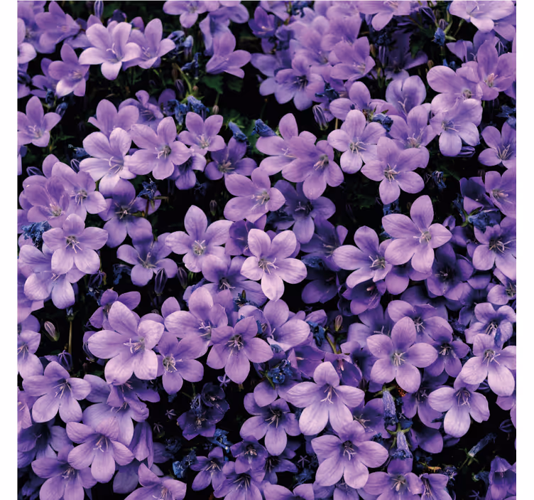 Fotomurale viola fiori viola sfumati - TenStickers