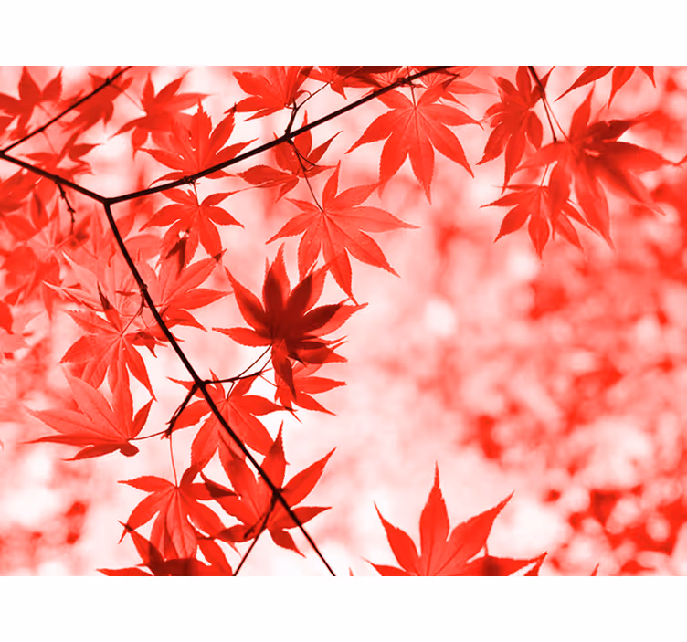 Fotomurale per ingresso alberi con foglie rosse - TenStickers