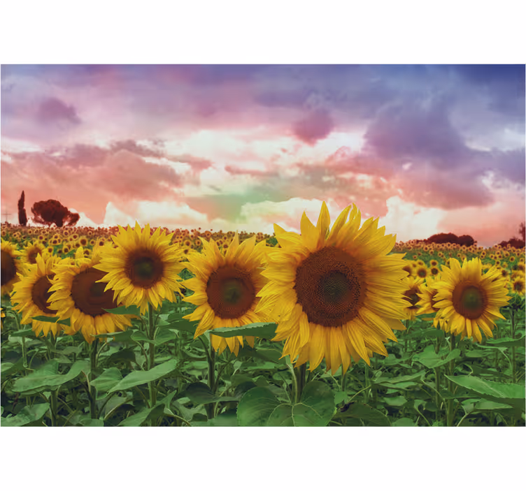 Fotomurale per ingresso campo di girasoli cielo colorato - TenStickers