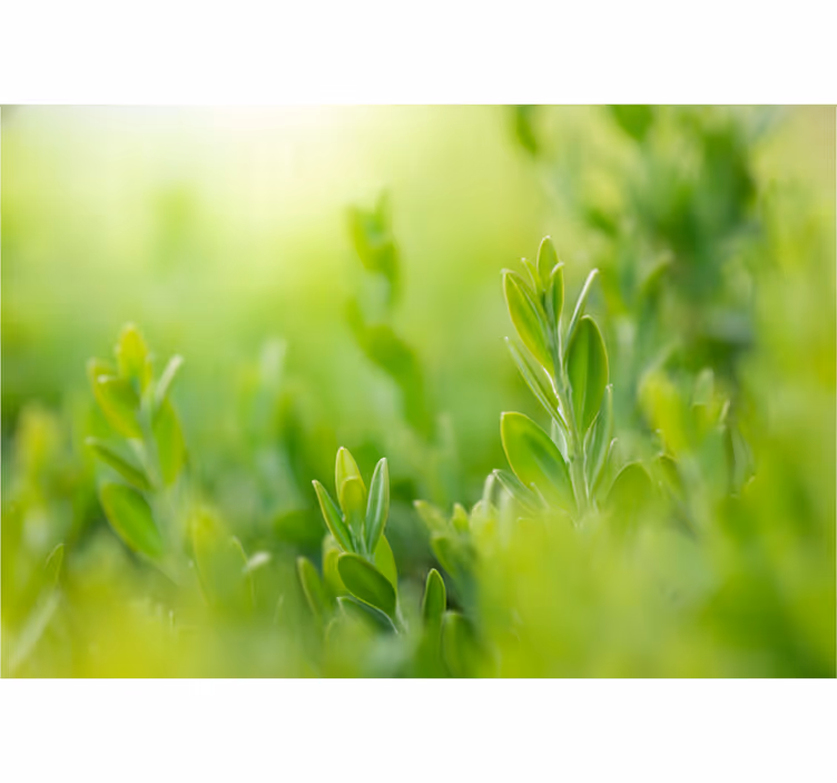 Fotomurale per ingresso foglie verdi di primavera - TenStickers