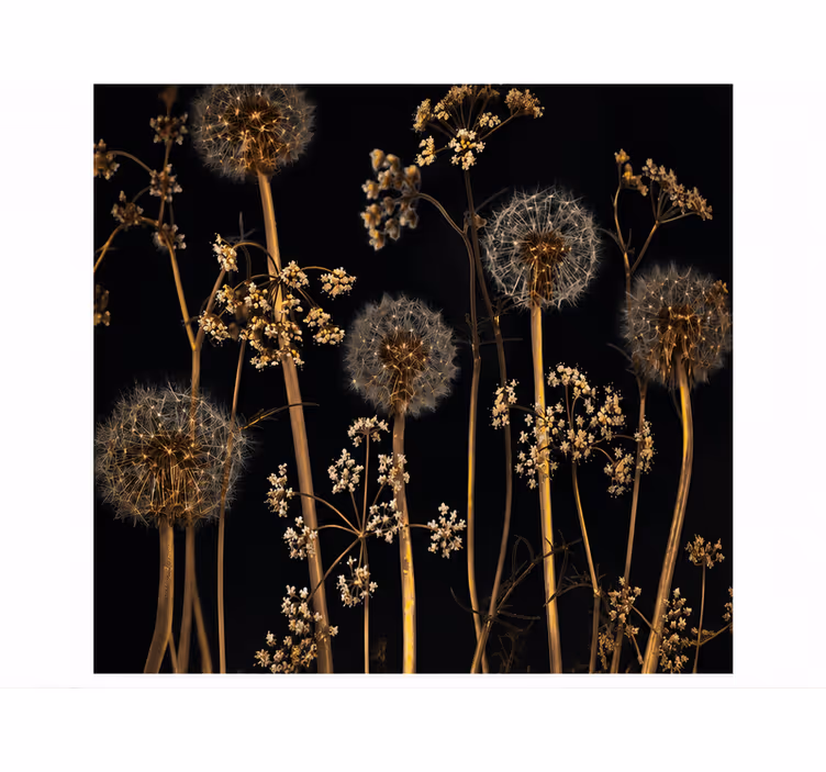 Fotomurale dente di leone natura - TenStickers