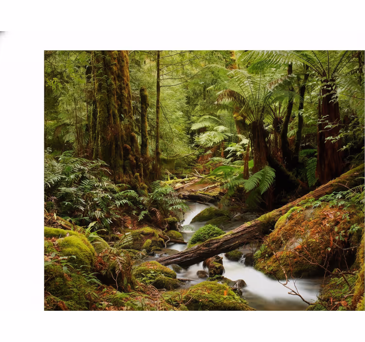 Fotomurali natura foresta tranquilla - TenStickers