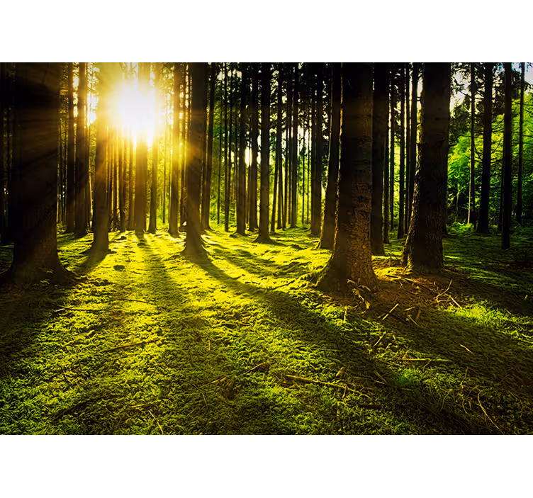 Fotomurale paesaggi foresta con raggi di sole - TenStickers