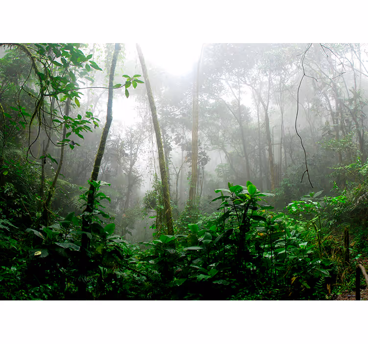 Fotomurale foresta giungla oscura - TenStickers