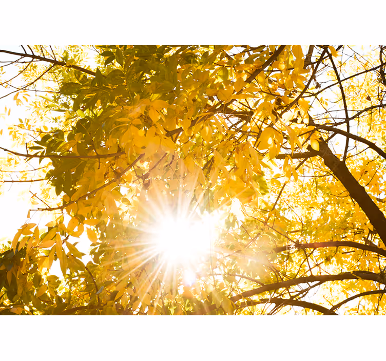 Splendido fotomurale bosco con bagliore solare - TenStickers