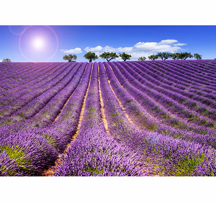 Fotomurale fiori vista sul campo di lavanda - TenStickers
