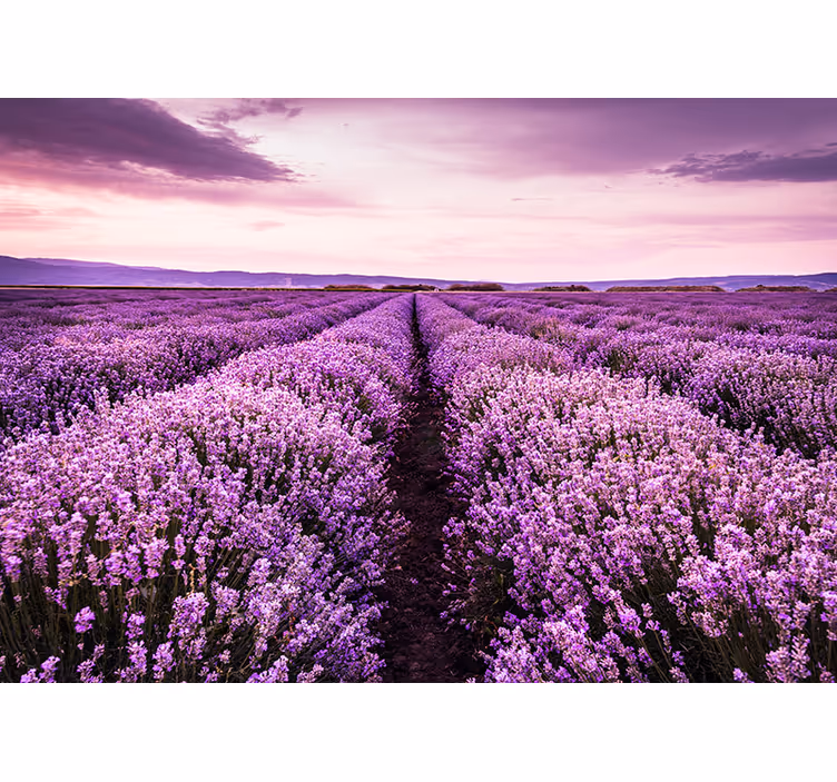 Fotomurale fiori panorama del campo di lavanda - TenStickers