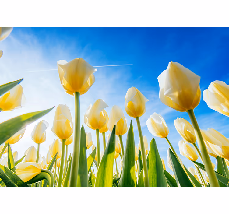 Incantevole fotomurale con tulipani bianchi - TenStickers