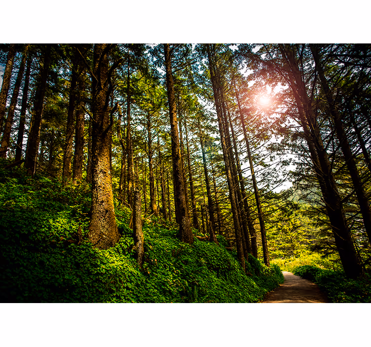 Fotomurale paesaggio con foresta soleggiata - TenStickers