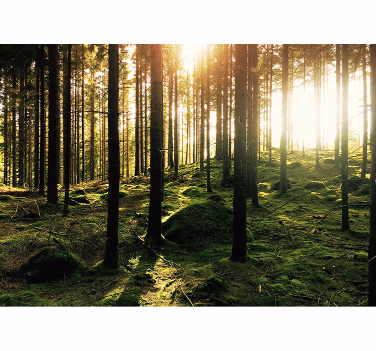 Fotomurale alberi con foresta bagliori del sole - TenStickers