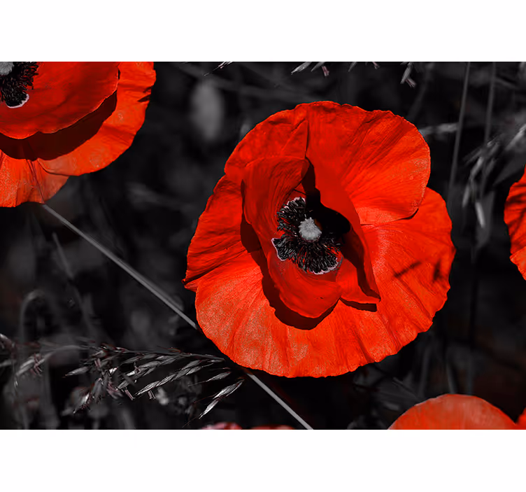 Fotomurale fiore papavero rosso - TenStickers