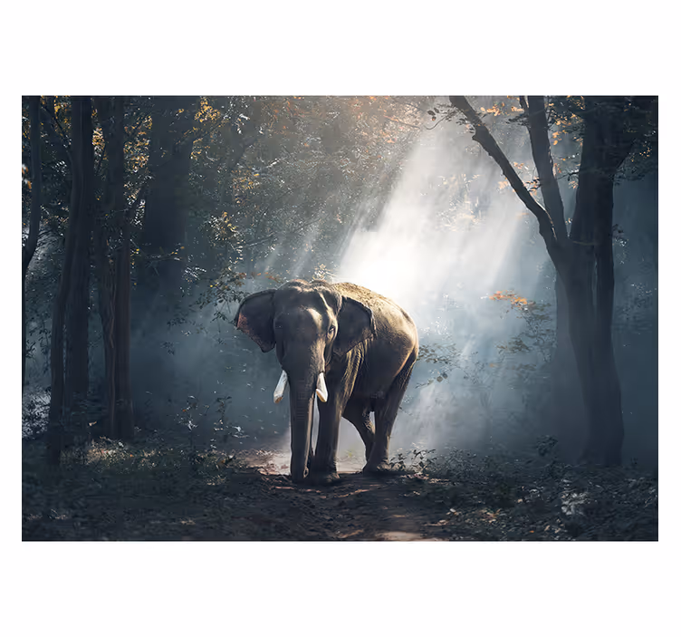 Fotomurale animali elefante della foresta maestoso - TenStickers