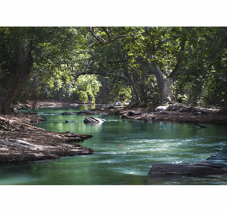 Fotomurale con foresta e fiume - TenStickers