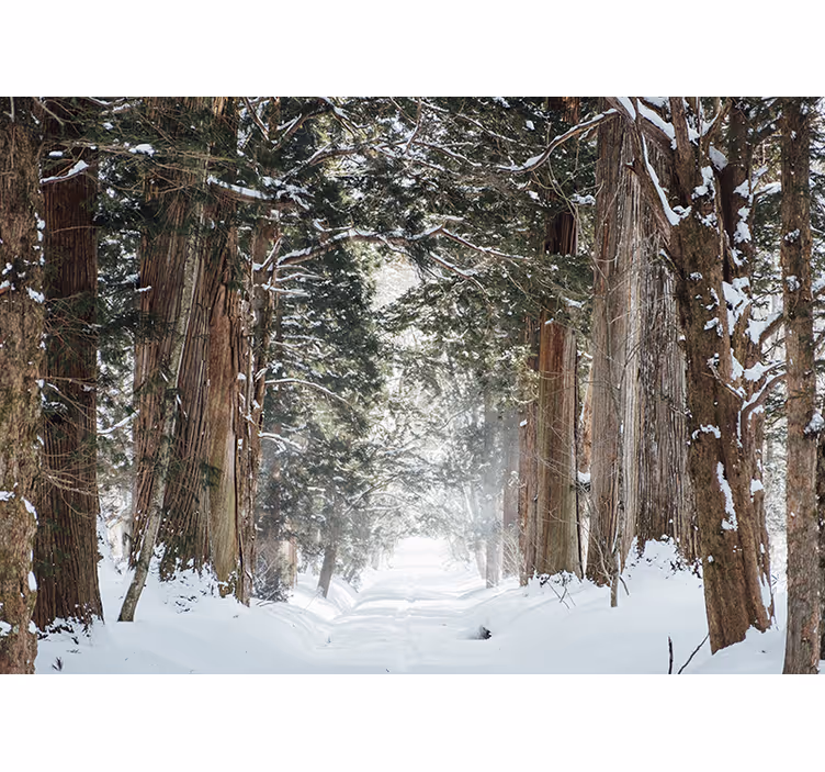 Fotomurale foresta sentiero boschivo ghiacciato - TenStickers