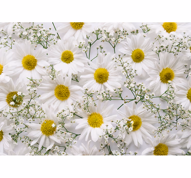 Fotomurale fiori grappolo di margherite bianche - TenStickers