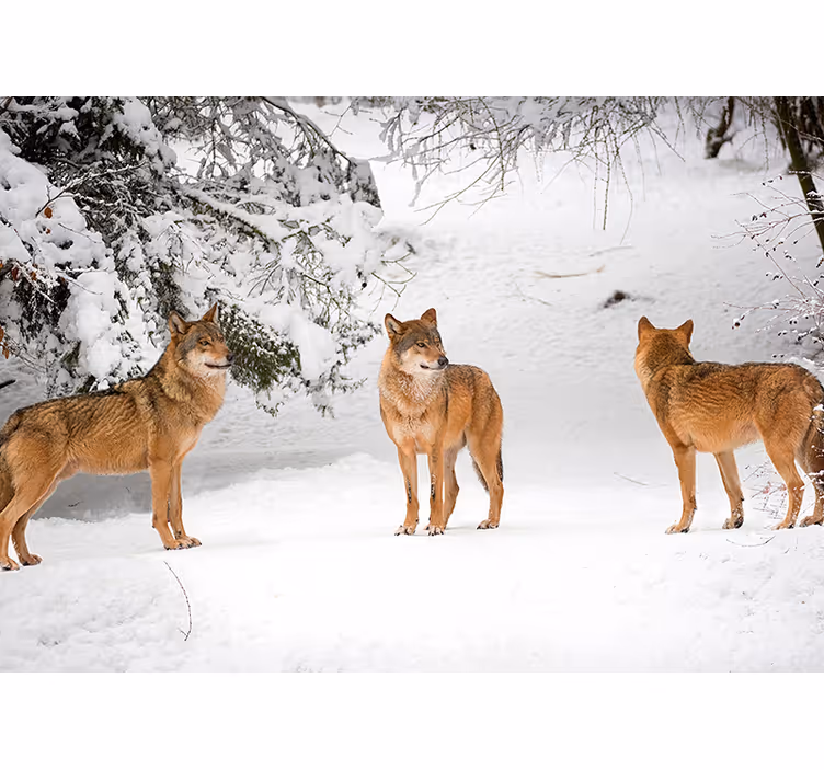 Fotomurale con lupi sulla neve - TenStickers