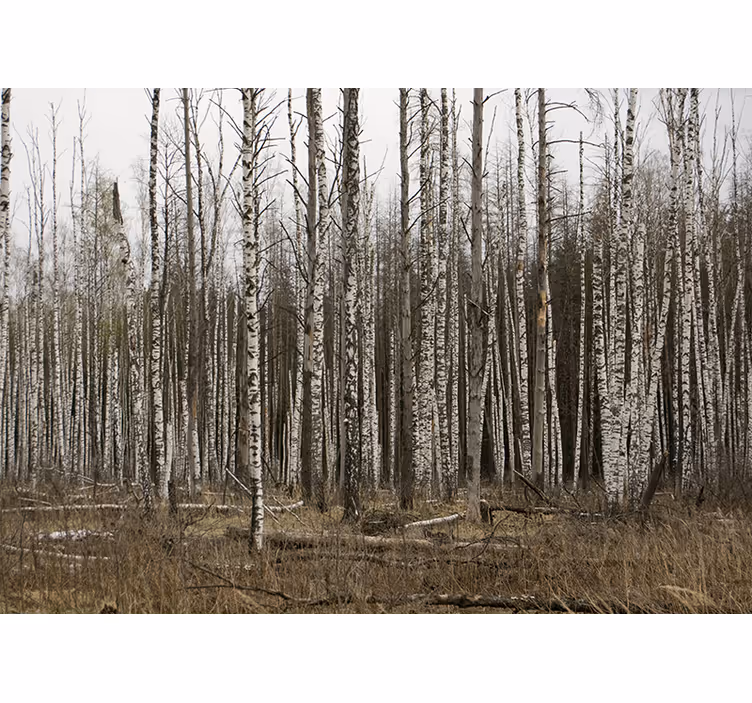 Fotomurale foresta ritiro nella radura di betulle - TenStickers