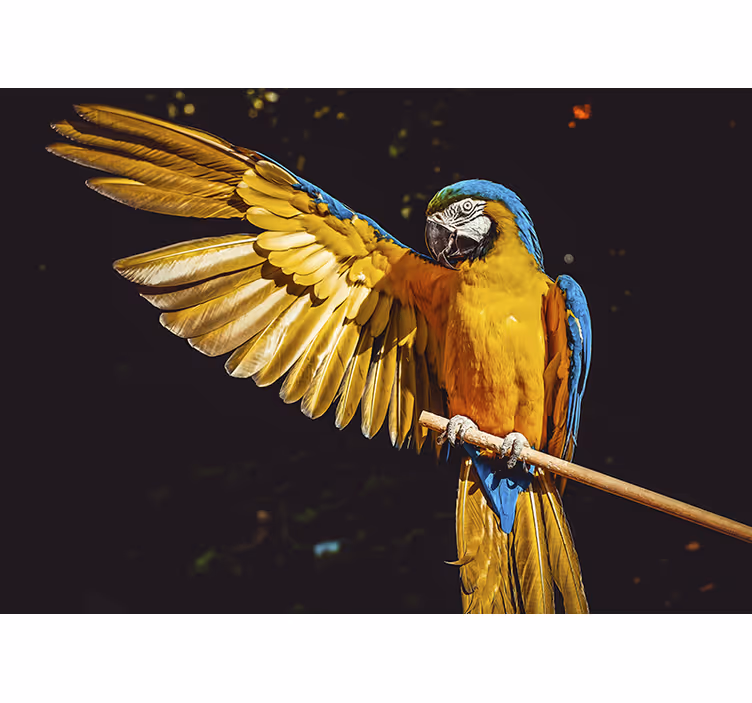 Fotomurale animali esibizione di pappagalli maestosi - TenStickers