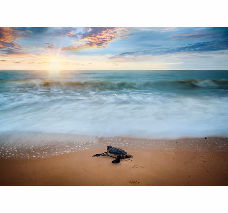 Fotomurale con tartaruga sulla costa - TenStickers