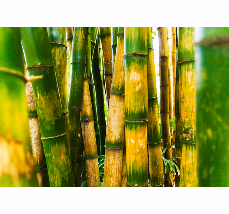 Fotomurale soggiorno scena della foresta di bambù - TenStickers