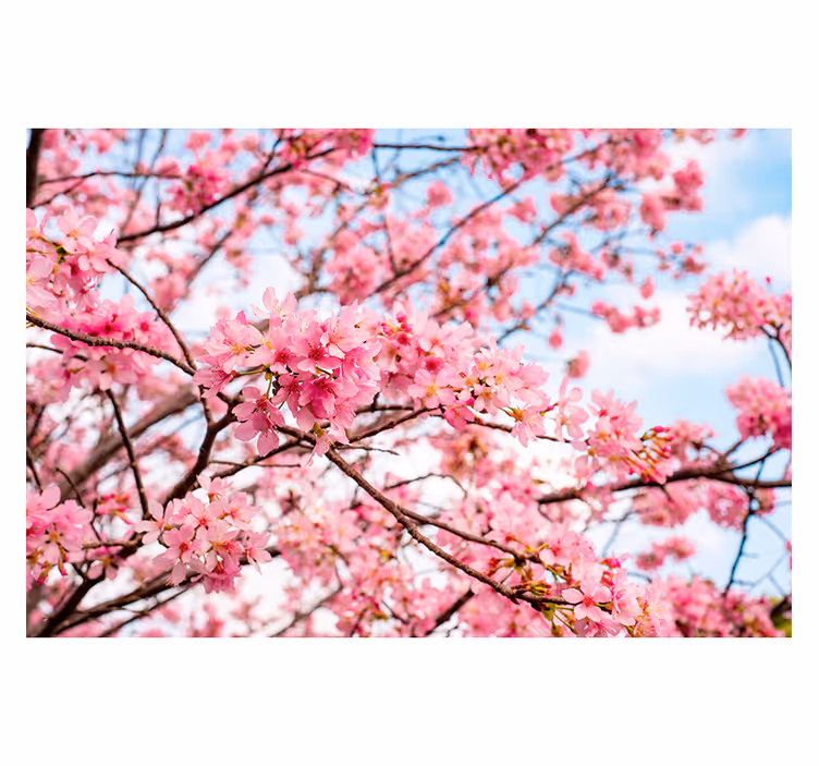 Fotomurale fiori delizia dei fiori di ciliegio - TenStickers
