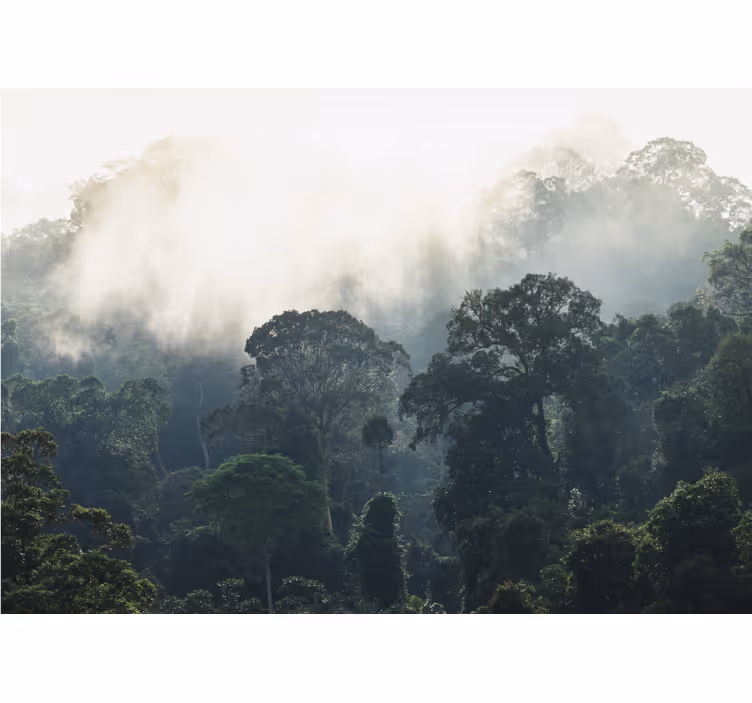 Fotomurali natura vista di una foresta nebbiosa - TenStickers