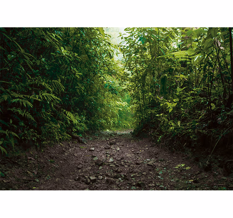 Fotomurali natura sentiero verde vibrante - TenStickers