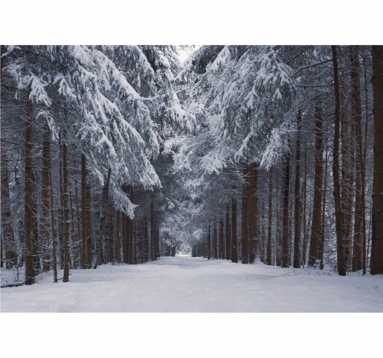 Fotomurale foresta sentiero di pini innevati - TenStickers