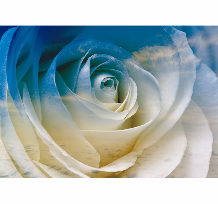 Fotomurale fiori eleganza di rose in fiore - TenStickers