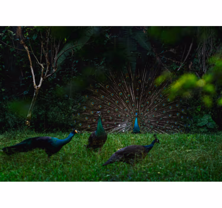 Fotomurale animali pavo con piume in mostra - TenStickers