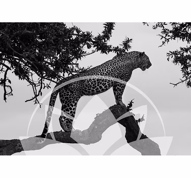 Fotomurale animali leopardo sull'albero - TenStickers