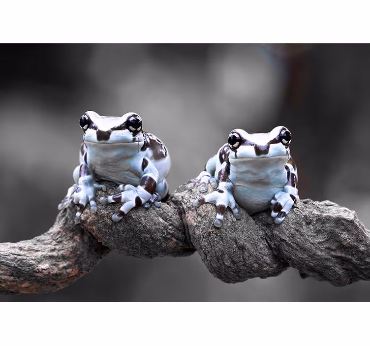 Fotomurale animali coppia di raganelle - TenStickers
